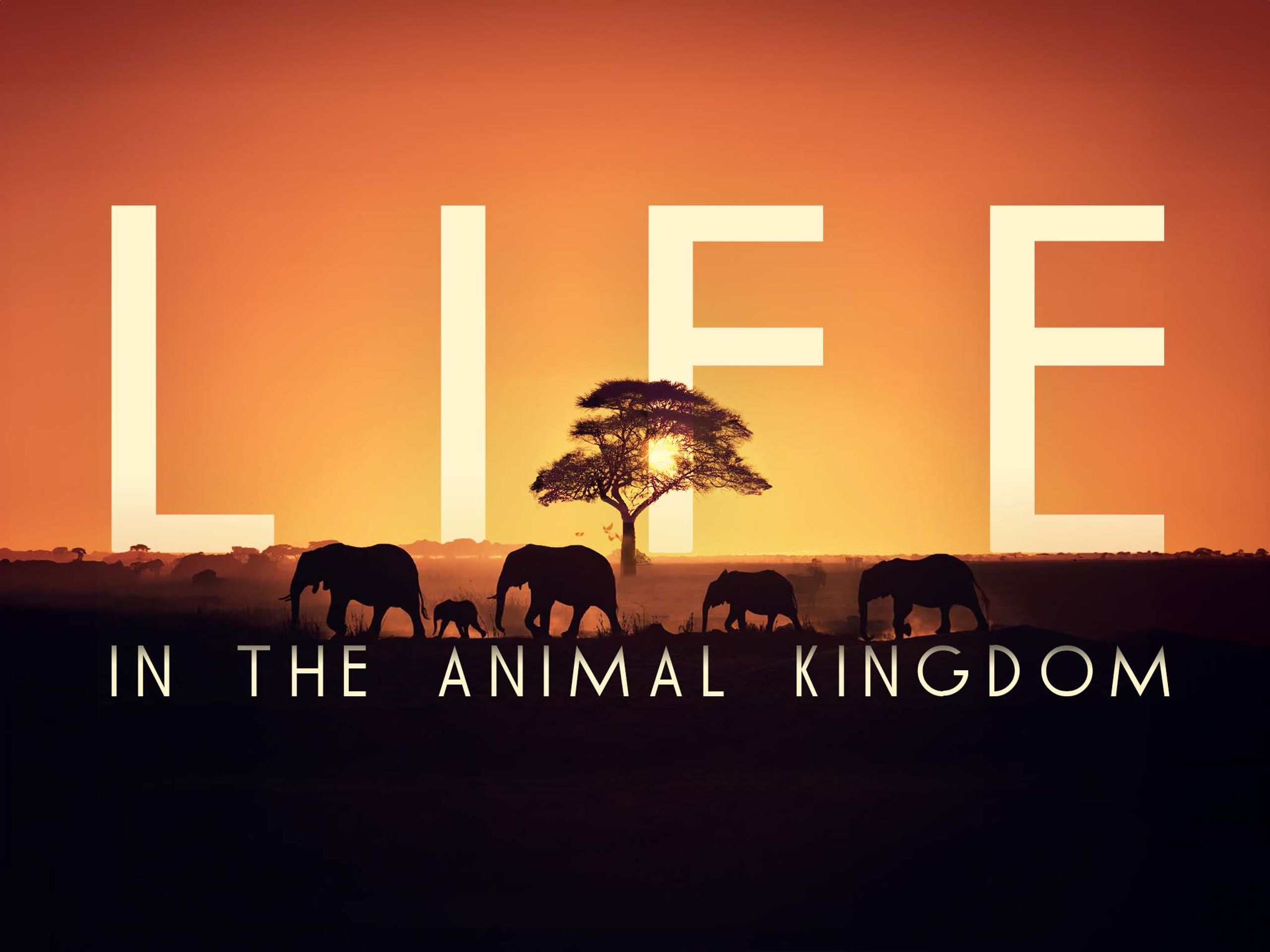 Бути звіром